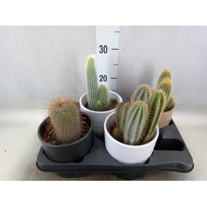 Cactus   ...