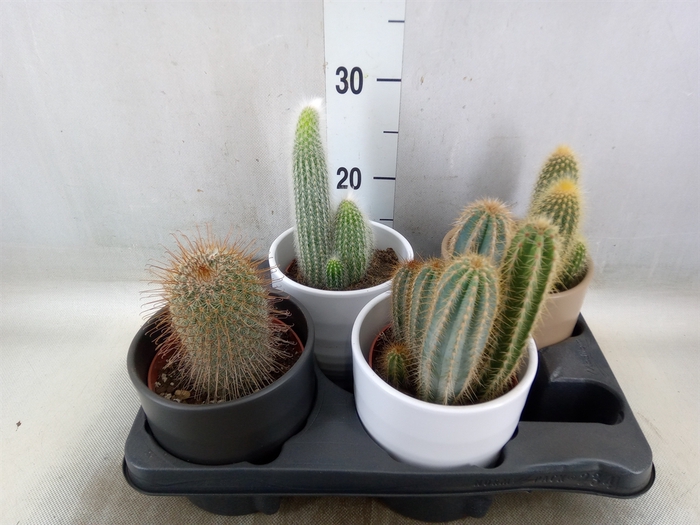 <h4>Cactus   ...</h4>