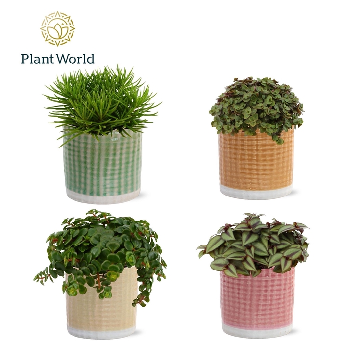 <h4>Gemengde tray 10,5cm in elsa pot</h4>