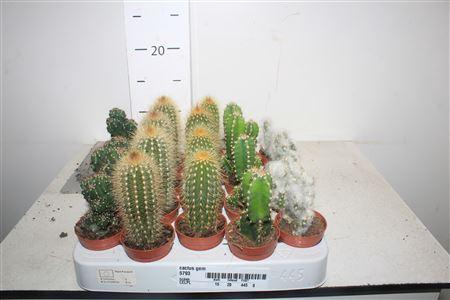 <h4>Cactus Gem</h4>
