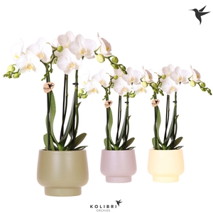 Kolibri Orchids Phalaenopsis white 3 spike in Scandic pot mix