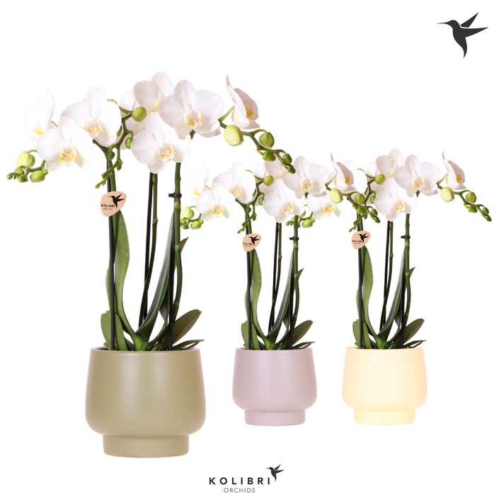 <h4>Kolibri Orchids Phalaenopsis white 3 spike in Scandic pot mix</h4>