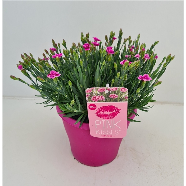 <h4>Dianthus Pink Kisses in roze sierpot</h4>