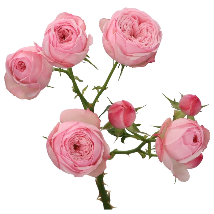 <h4>Rosa Spray Garden Mansfield Park Pink</h4>