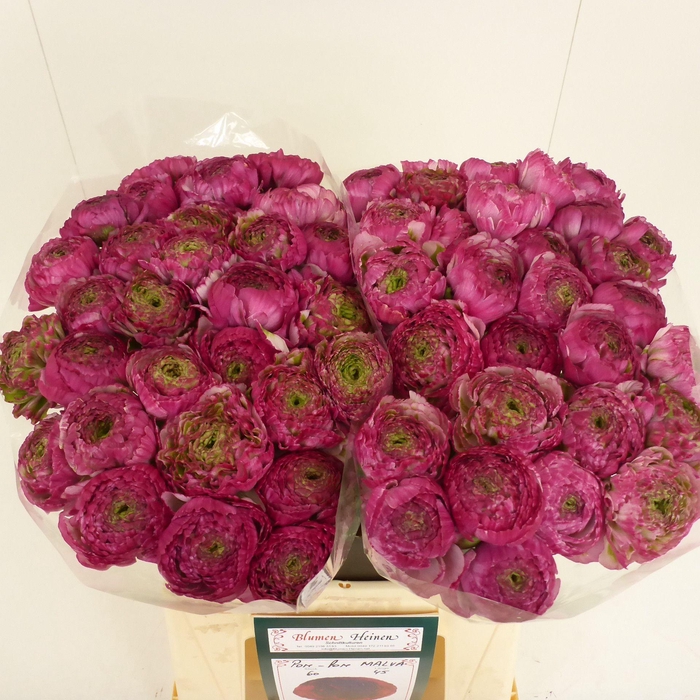 <h4>Ran Pompon Malva</h4>