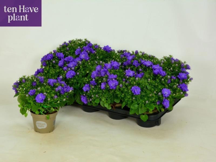 <h4>CAMP IS DUBLIN BLUE</h4>