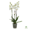 Phalaenopsis Biały 12Ø 70cm 3 Pędy