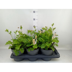 Vaste pltn   ...       [Perennials]