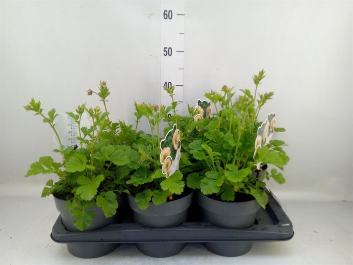 <h4>Vaste pltn   ...       [Perennials]</h4>