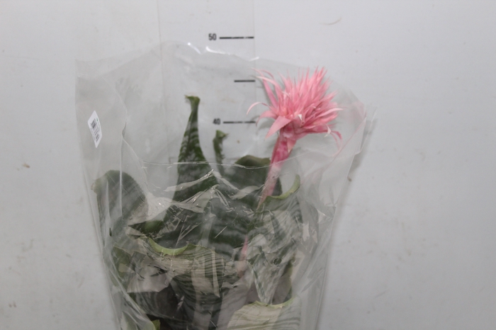 <h4>AECHMEA FASCIATA P17</h4>