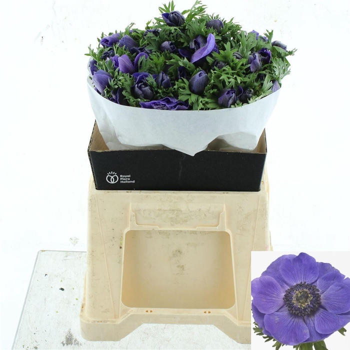 <h4>ANEM CO MIS + D BLUE</h4>