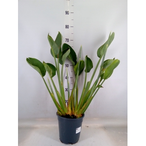 Strelitzia reg.