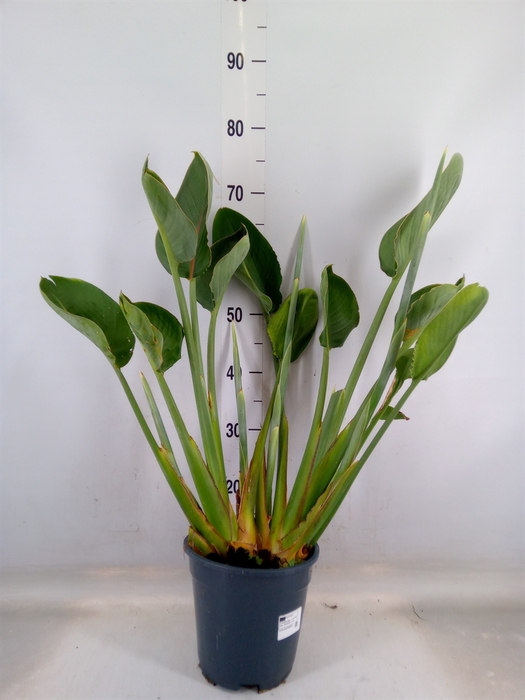 <h4>Strelitzia reg.</h4>