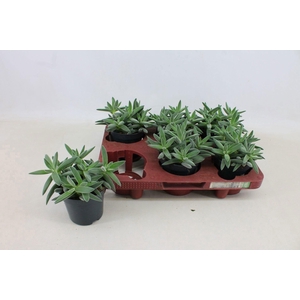 Crassula Tenelli 10,5cm