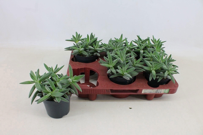 Crassula Tenelli 10,5cm