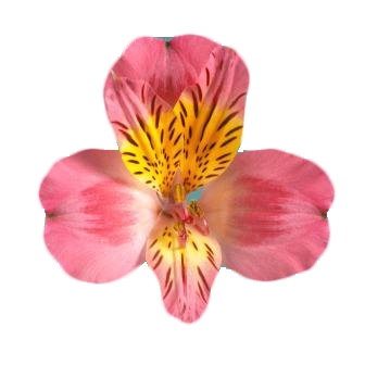 <h4>ALSTROEMERIA ALYNA 080 CM</h4>