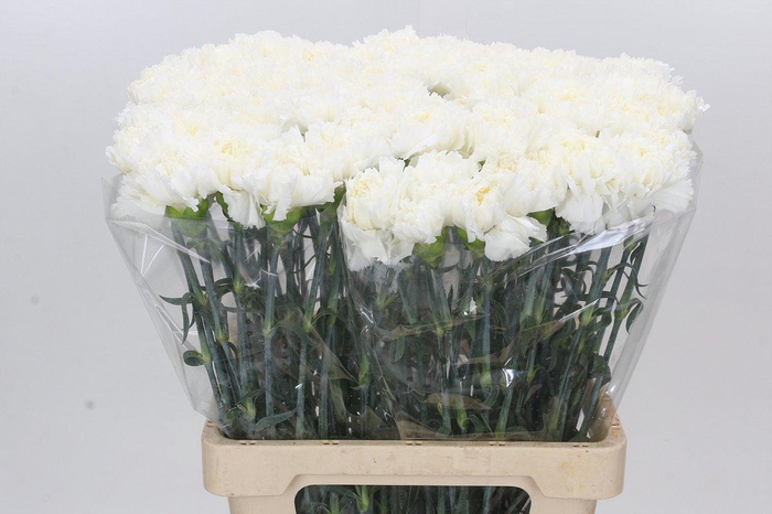 <h4>Dianthus St Holly</h4>