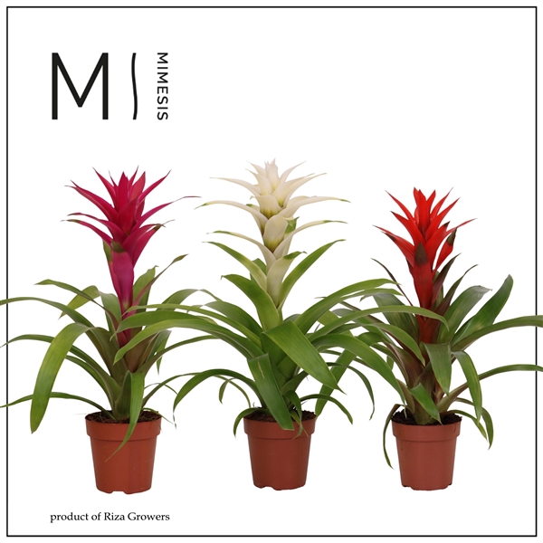 <h4>Mimesis Guzmania Charming - 12 cm</h4>