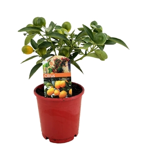 Citrus kumquat