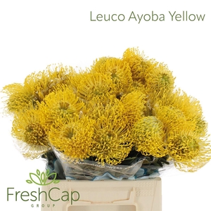 Leuco Ayoba Yellow