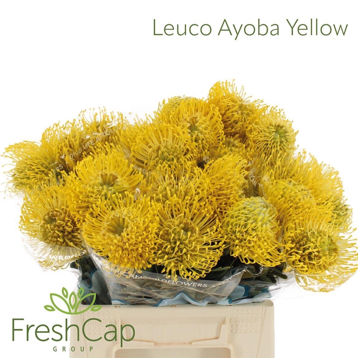 <h4>Leuco Ayoba Yellow</h4>