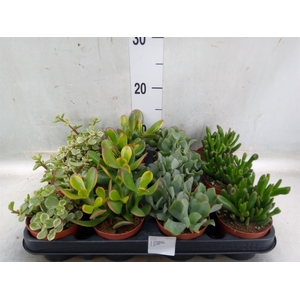 Crassula   ...mix