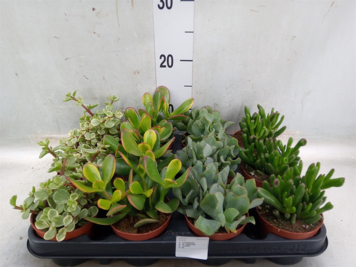 <h4>Crassula   ...mix</h4>
