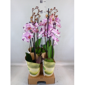 Phalaenopsis  'FC Magic Art'