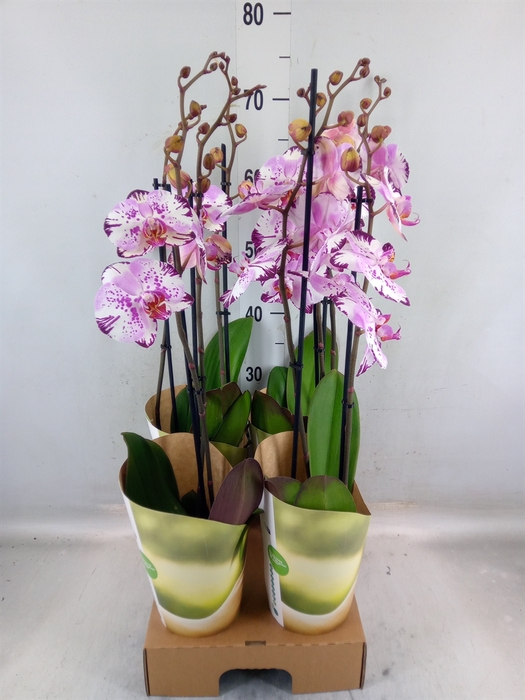 <h4>Phalaenopsis  'FC Magic Art'</h4>
