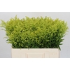Solidago Tara Gold Buiten