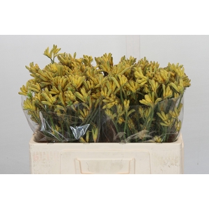 Anigozanthos Cape Aurora