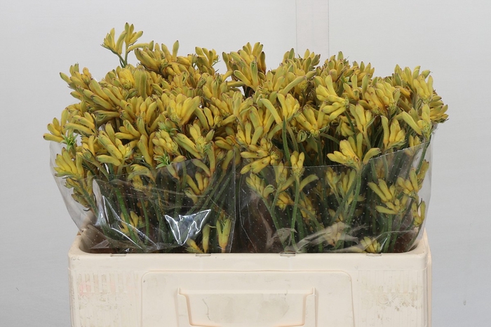 <h4>Anigozanthos Cape Aurora</h4>