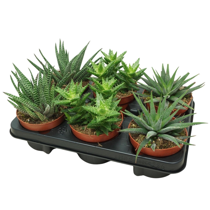 <h4>Aloe</h4>