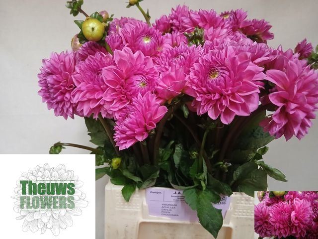 <h4>DAHLIA DE 'SANDRA'</h4>