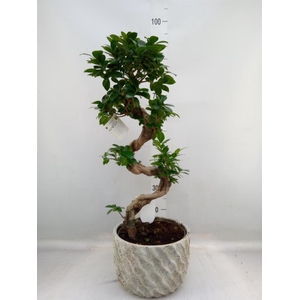 Ficus microcarpa 'Ginseng'