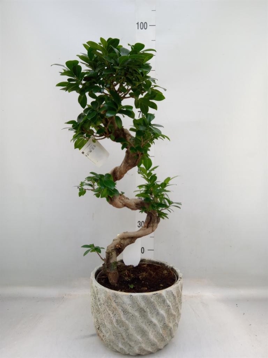 <h4>Ficus microcarpa 'Ginseng'</h4>
