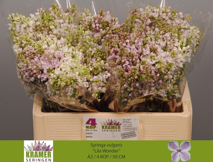 <h4>SYR V LILA WONDER</h4>