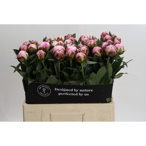 Paeonia Sarah Bernhardt