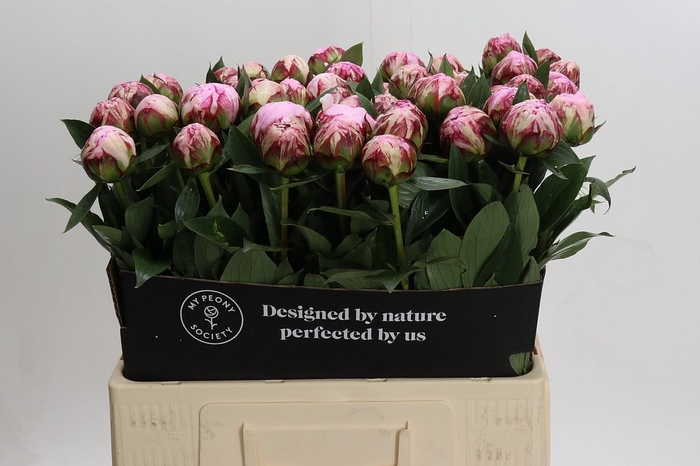 <h4>Paeonia Sarah Bernhardt</h4>