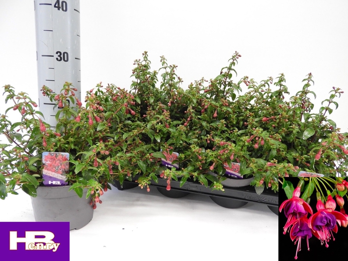 <h4>FUCHSIA TOM THUMB</h4>
