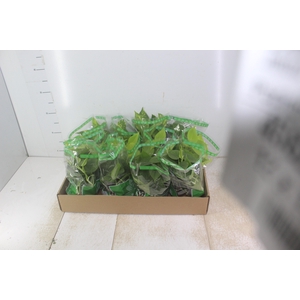 JIBOIA VARIADO C13 PENDENTE