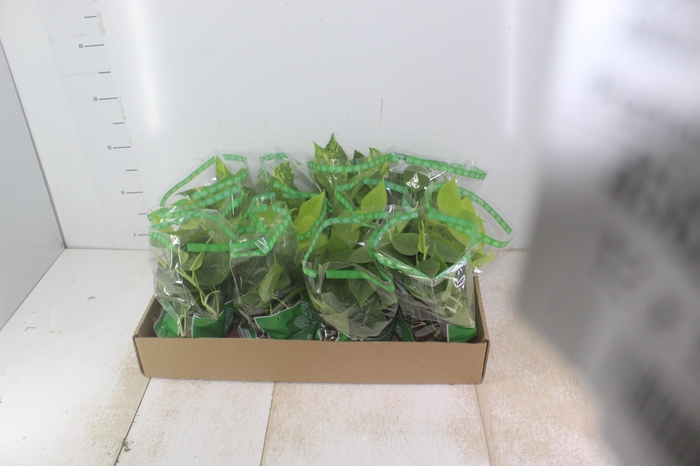 <h4>JIBOIA VARIADO C13 PENDENTE</h4>