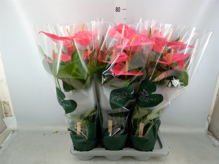 <h4>Anthurium andr. 'Colorado'</h4>