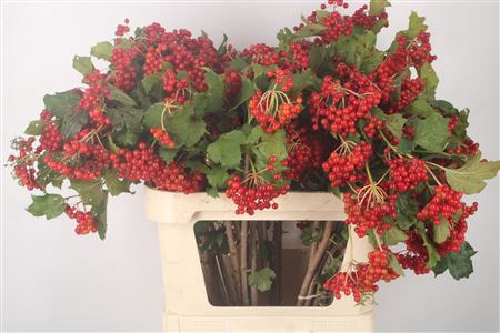 <h4>Viburnum Op Compactum</h4>