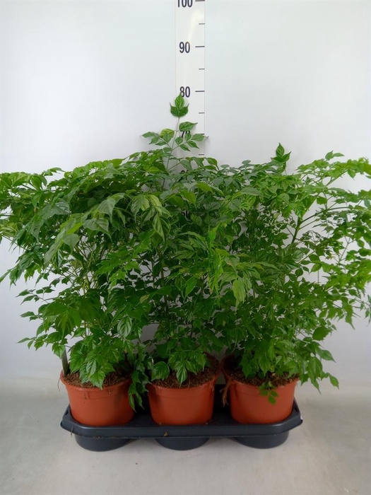 <h4>Radermachera sinica</h4>