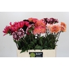 Dahlia Gemengd in fust