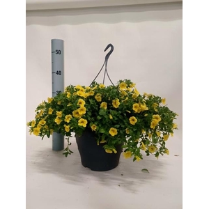 CALIB CA YELLOW