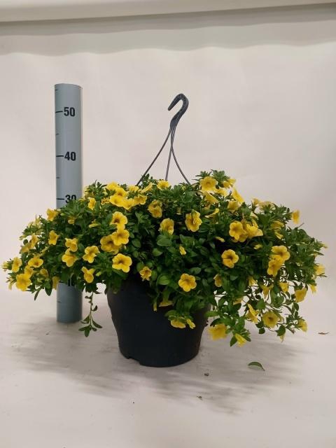 <h4>CALIB CA YELLOW</h4>