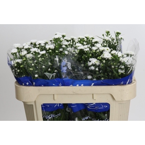 Aster Cassy