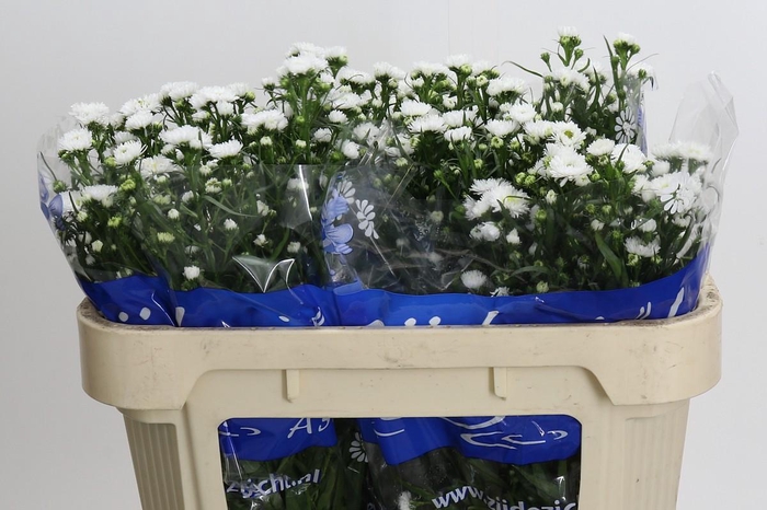 <h4>Aster Cassy</h4>